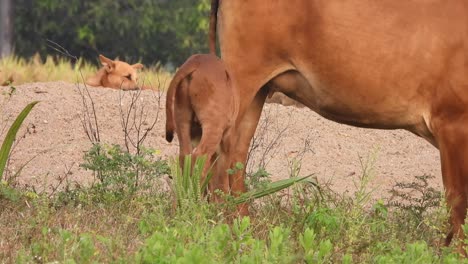 young domestic cow playing with mom