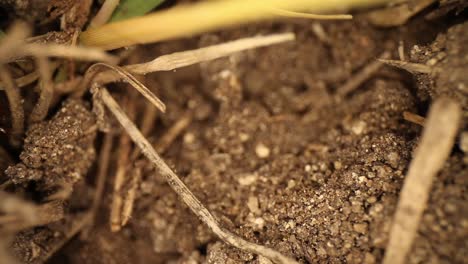 top down view of disturbed fire ant mound - magnified section of grass and dirt, panning down as many of the ants are in the background running around