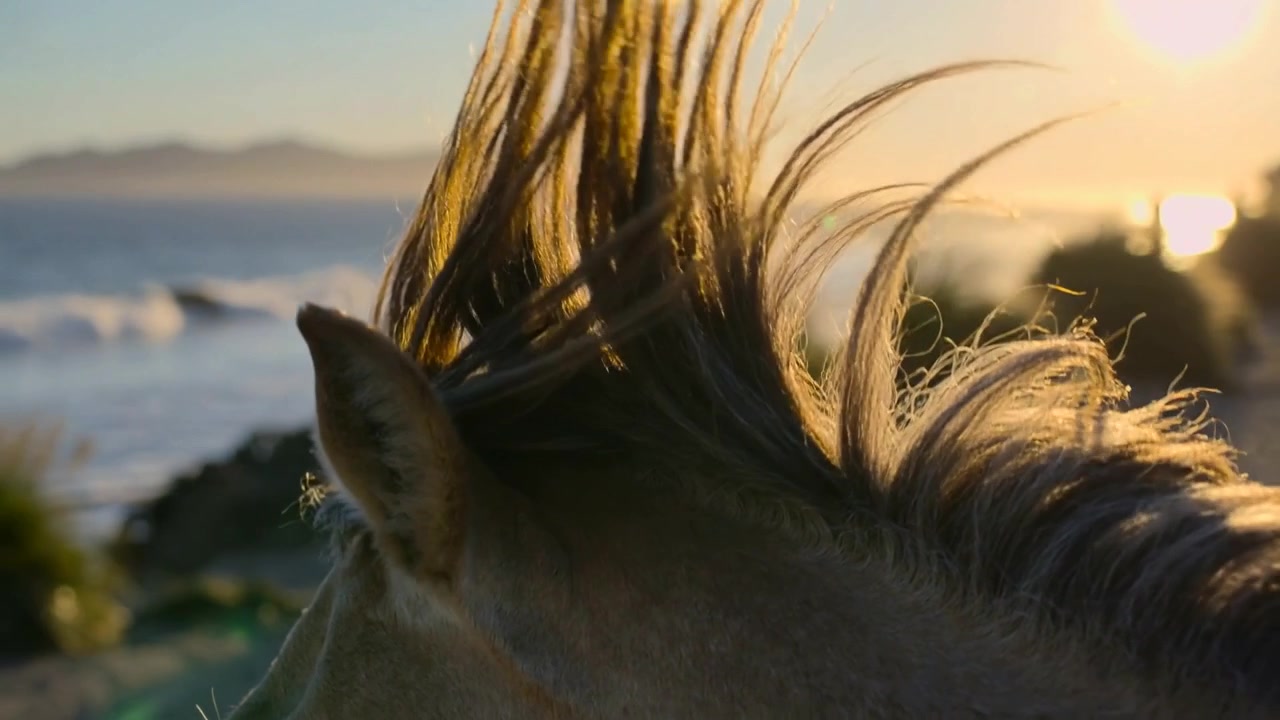 Picking up onshore breeze lifting light brown horse mane along coastal shoreline, sun backlighting