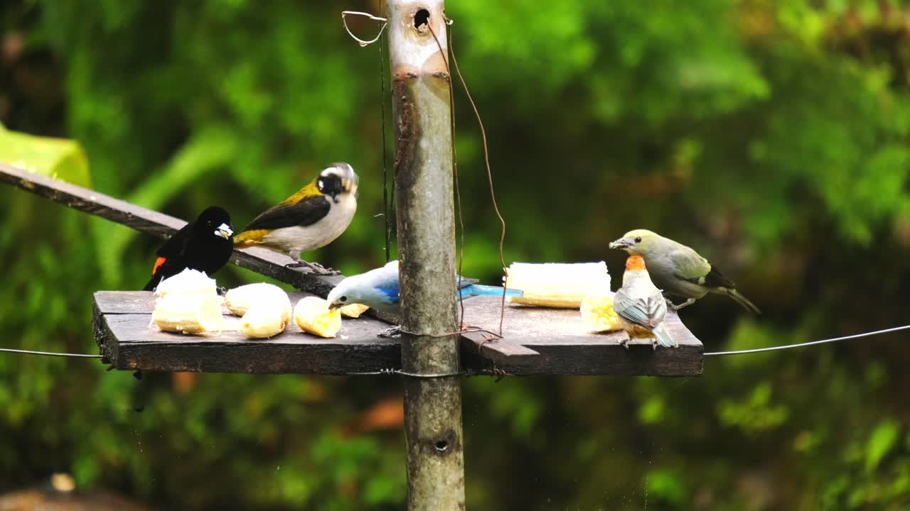 grupo de coloridas aves tropicales en los andes colombianos comiendo plátano en la selva tropical