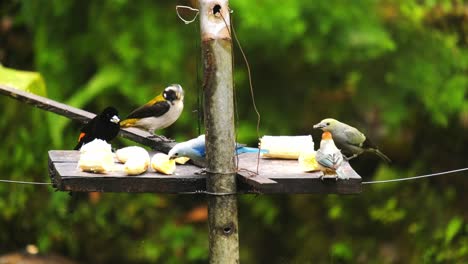 group-of-colourful-tropica-bird-in-Colombian-andes-eating-banana-in-rain-forest