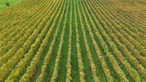 Drohne-Fliegt-Seitwärts-über-Reihen-Von-Weinreben-In-Einem-Grünen-Weinberg