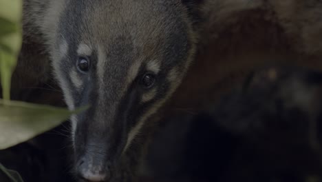 Close-up-shot-of-a-curious-South-American-Coati-in-the-rainforest-canopy