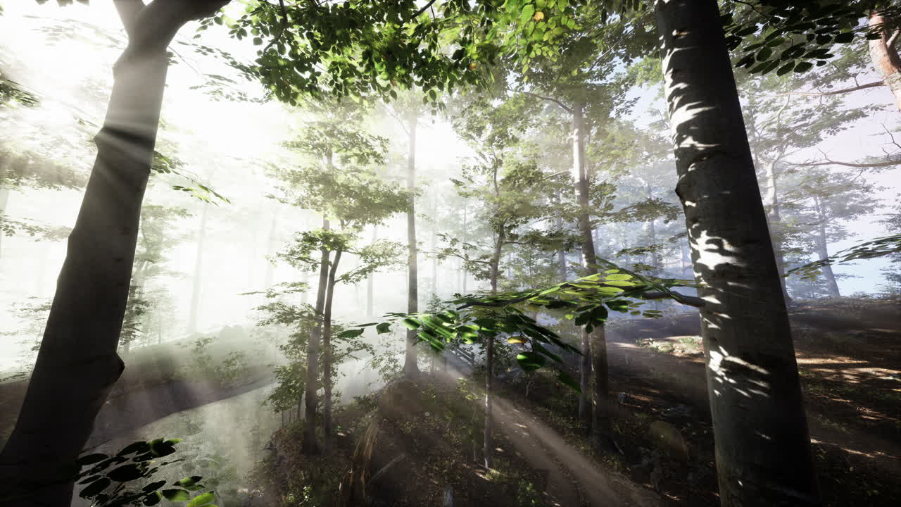 FPV drone flight quickly and maneuverable through an autumn forest at sunset