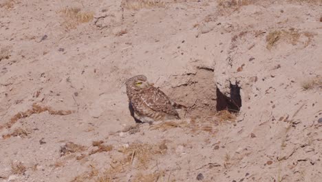 Lechuza-De-Madriguera-En-La-Pradera-Patagónica,-Cuidando-Su-Nido--Athene-Cunicularia