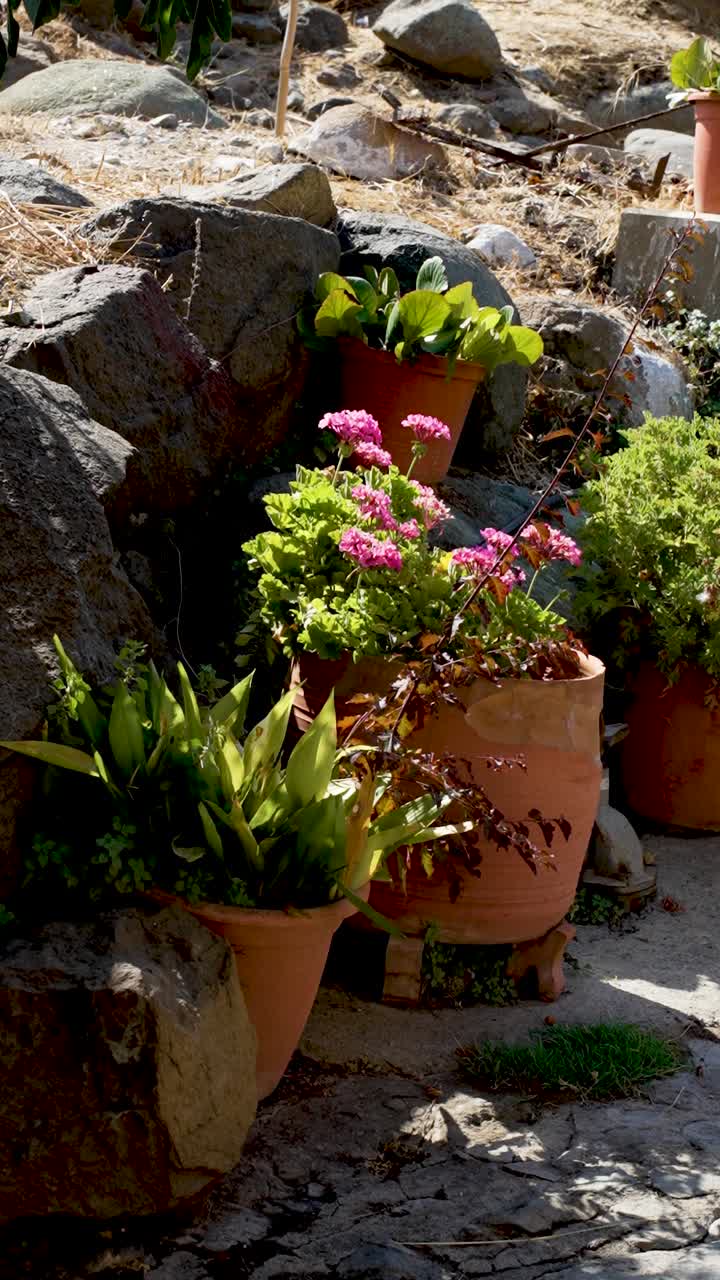 Nestled among sturdy stones, a variety of vibrant potted plants bloom with life on a sunlit pathway. This serene garden spot showcases nature's beauty, inviting tranquility to all who visit