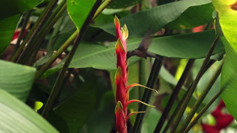 primer plano de colibrí de cola rufa volando hasta la flor para alimentarse de néctar