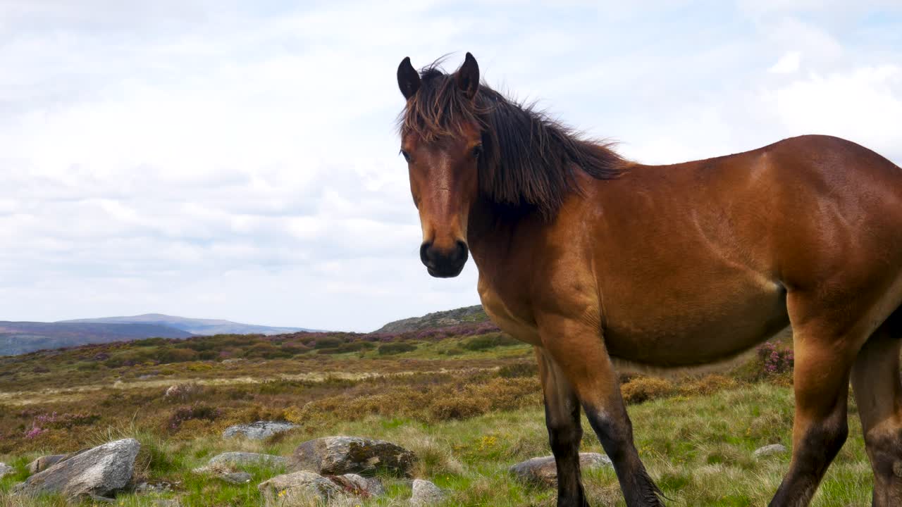 el majestuoso caballo marrón gira la cabeza para mirar directamente hacia atrás antes de pastar