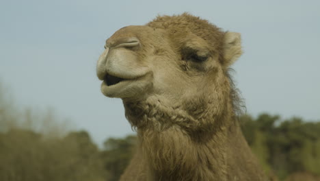 A-close-up-of-a-dromedary-looking-towards-the-camera