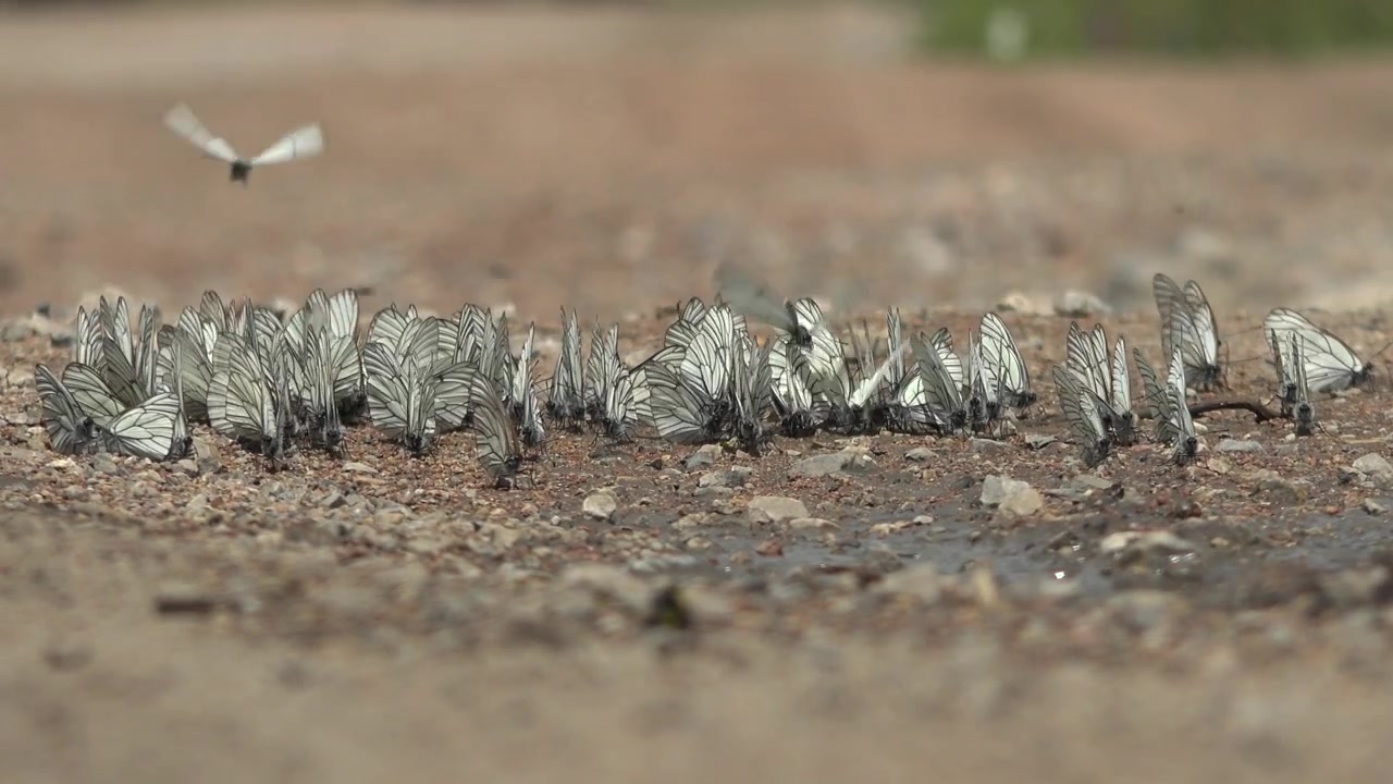Groep zwartaderwitjes die zich verzamelen op de grond