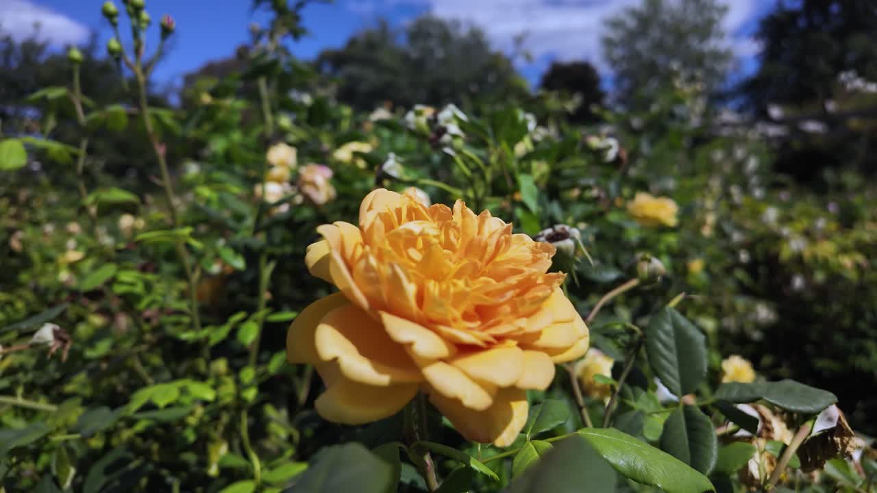 Close up of a golden rose growing in a rose garden, illuminated by the summer sun