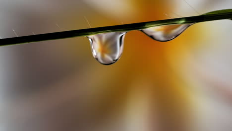 gotas de agua de silueta deslizándose bajo la hoja de hierba, fondo de flor blanca amarilla