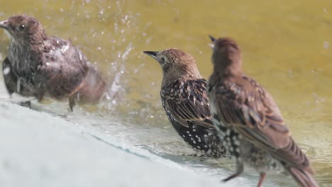 starlings bathing in a fountain