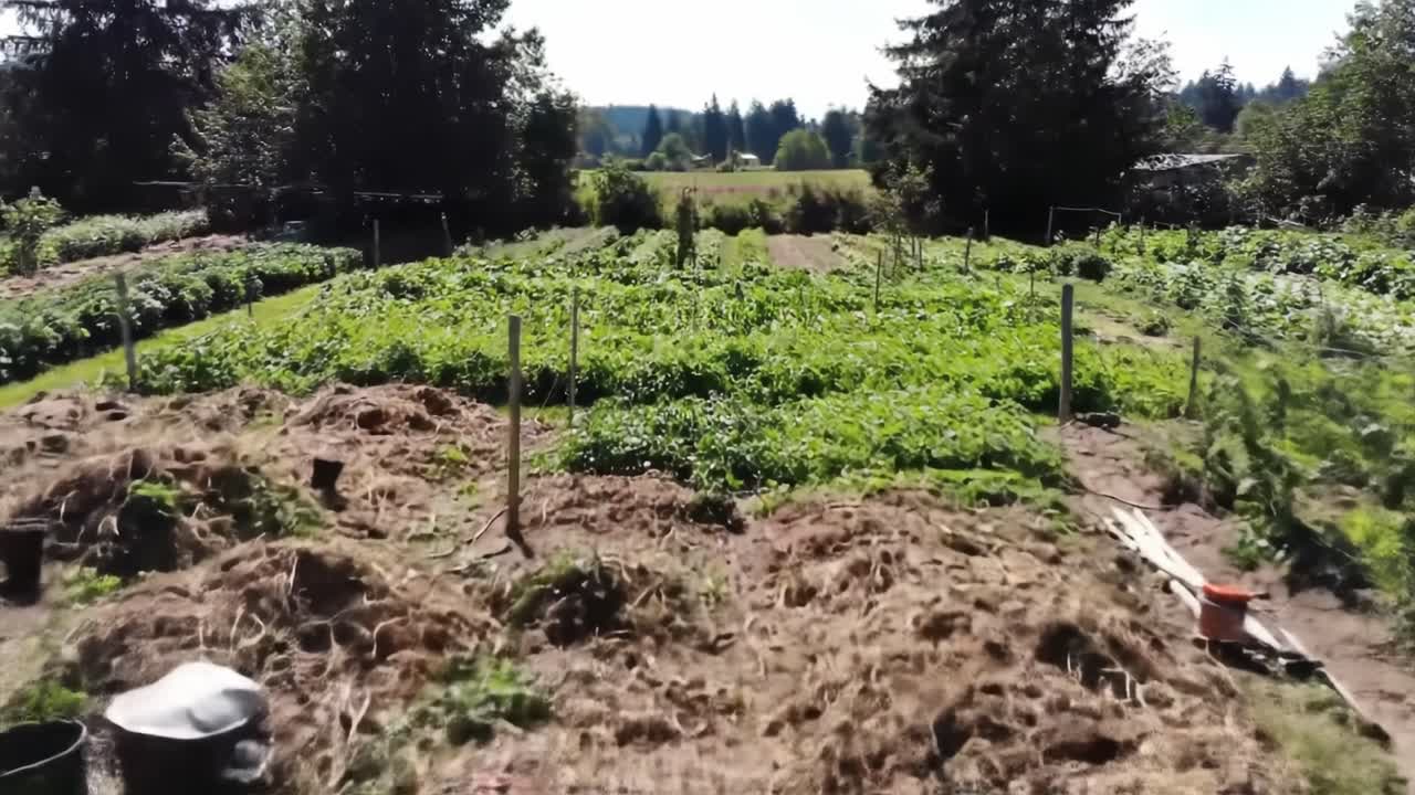 Aerial View of a Lush Vegetable Garden Showcasing Abundant Rows of Green Plants and Natural Growth Surrounded by Scenic Landscape and Wildlife Habitat