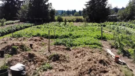 aerial view of a lush vegetable garden showcasing abundant rows of green plants and natural growth surrounded by scenic landscape and wildlife habitat