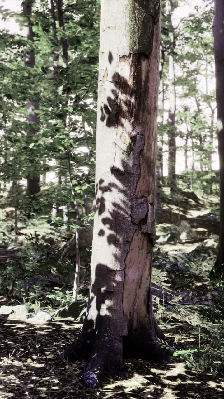 La luce del sole filtra attraverso gli alberi in un tranquillo sentiero nel bosco a mezzogiorno
