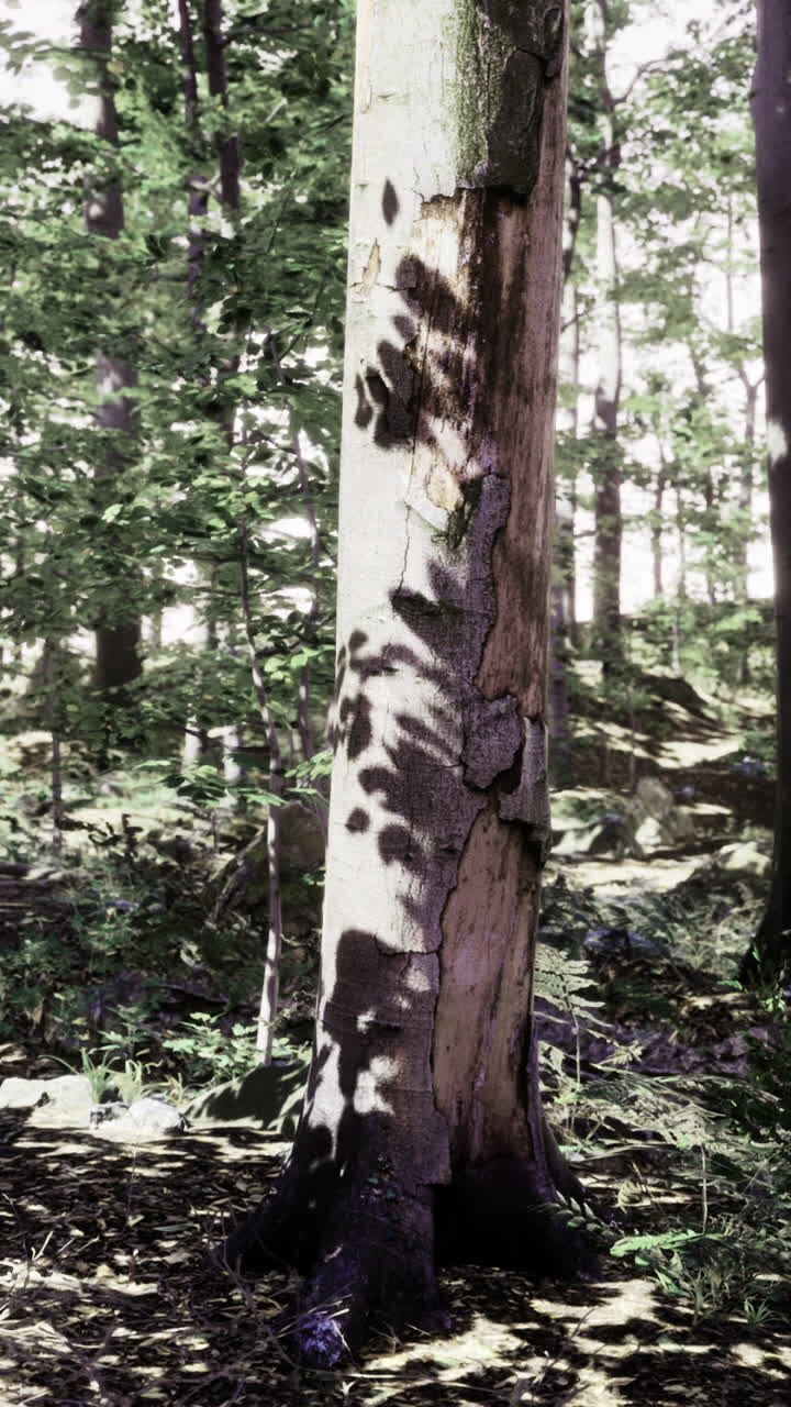 La luce del sole filtra attraverso gli alberi in un tranquillo sentiero nel bosco a mezzogiorno
