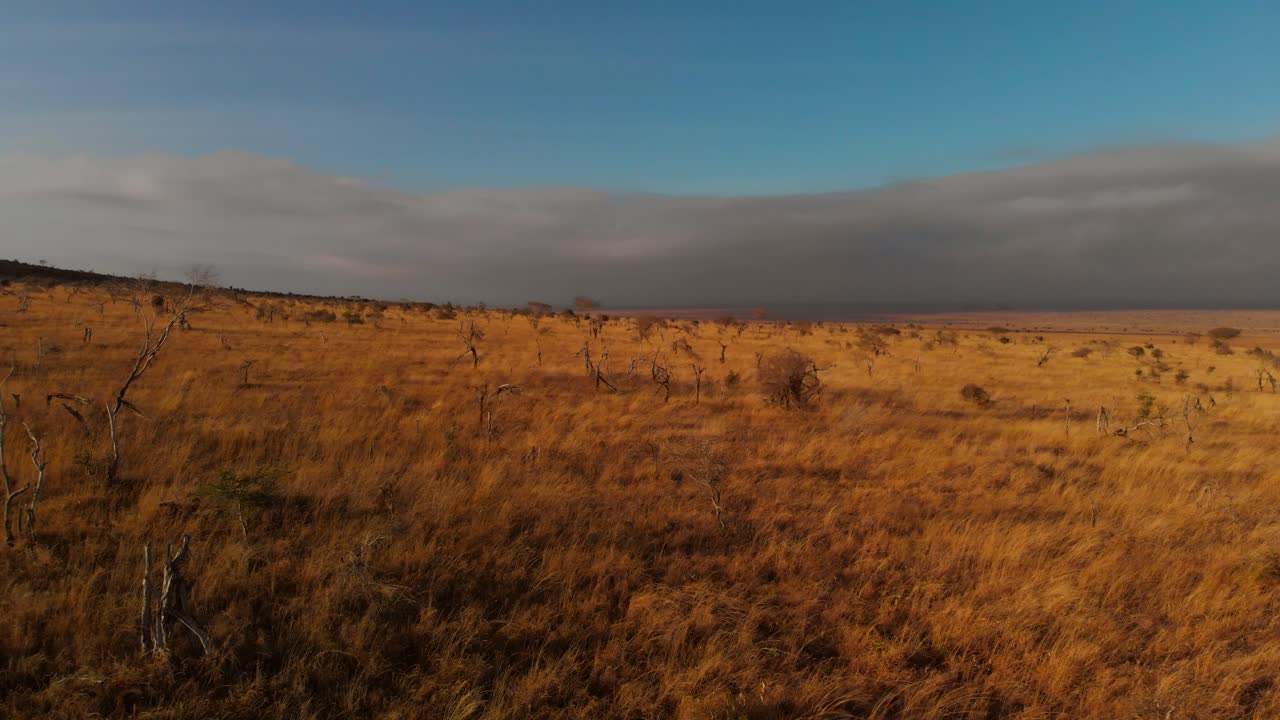 A large plain with a small herd of zebras, at Tsavo West, Kenya