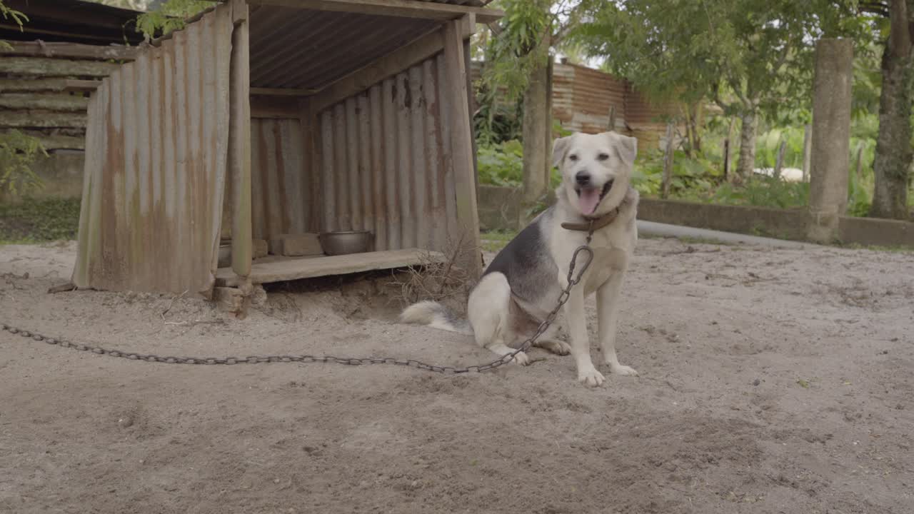 perro grande encadenado fuera de la perrera en el patio trasero, jadeando y mirando a la cámara