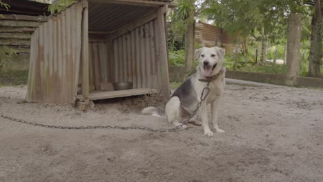 Large-dog-chained-up-outside-kennel-in-backyard,-panting-and-looking-at-camera