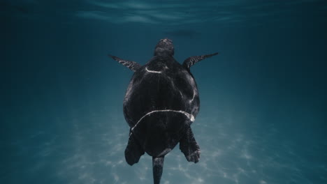 Light-sparkles-and-glistens-in-mystic-slow-motion-pattern-across-turtle-shell-rising-to-surface-of-water