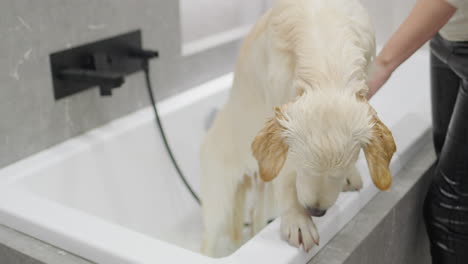 person bathing a golden retriever