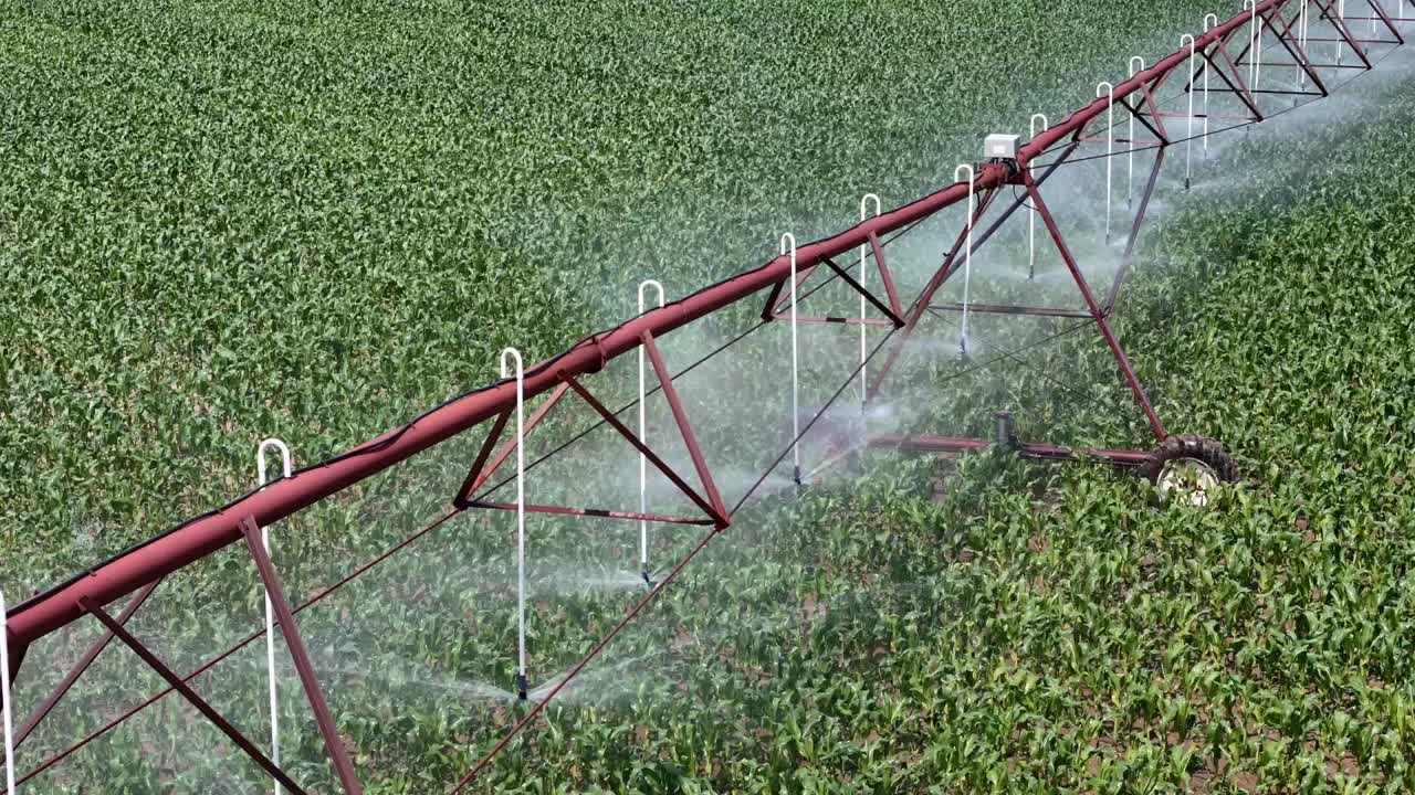 un campo agrícola en el centro de wisconsin es irrigado con un sistema de rociadores