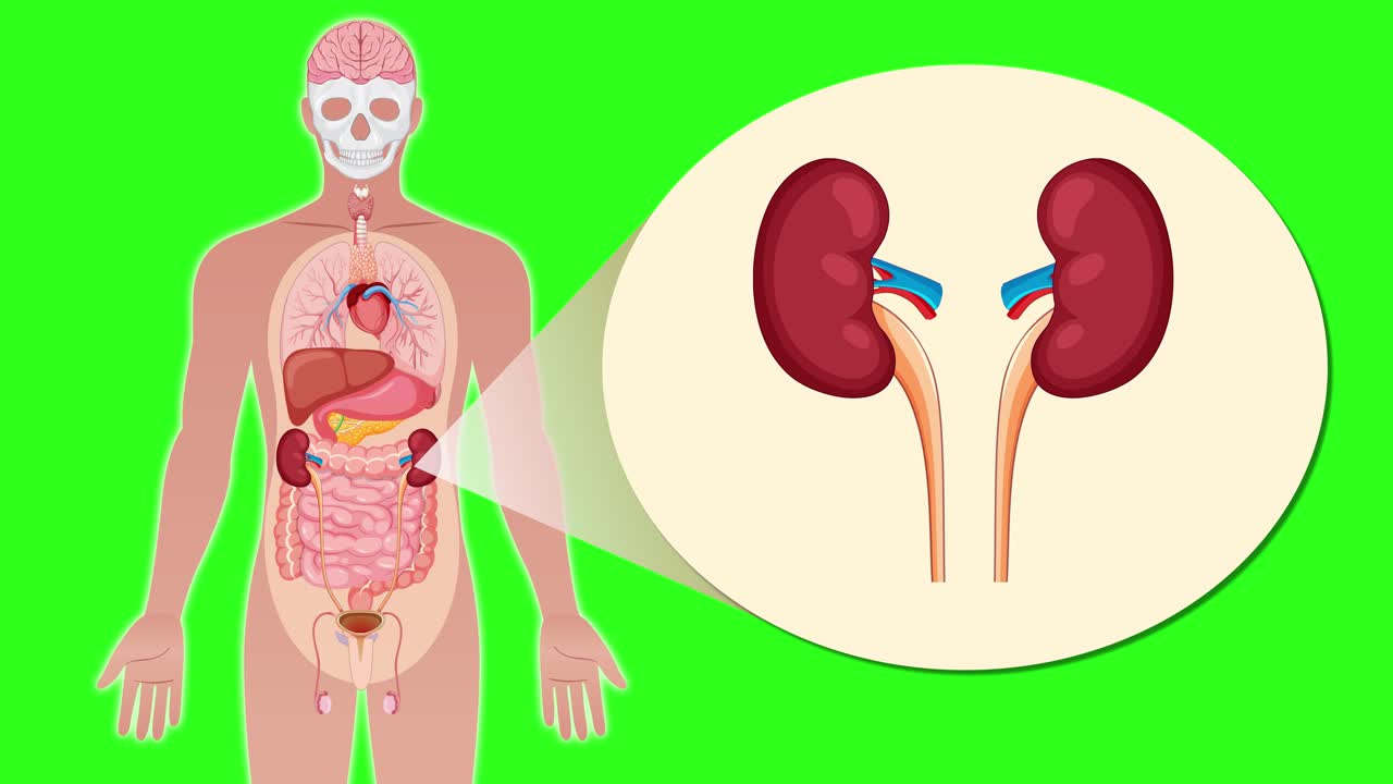 Animation transitions from a full human anatomical outline to a focused close-up of the kidneys, using a green background and smooth zoom effect