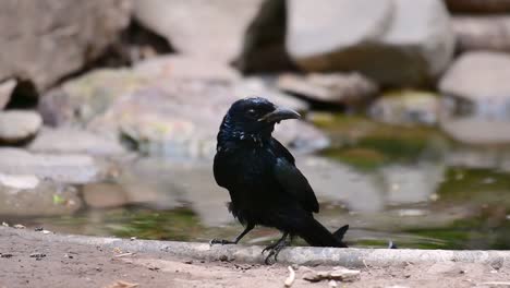 the hair-crested drongo or is a bird in asia from the family dicruridae which was conspecific with dicrurus bracteatus or spangled drongo in which it can be tricky to differentiate from each other