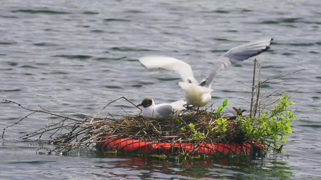 Footage of a pair of black headed gulls on a nest built on a floating platform in a lake. One gull sits in the nest while the other stands nearby, showing natural breeding and nesting behaviour