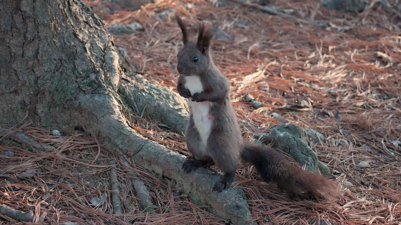 ardilla roja euroasiática de vientre blanco parada sobre las patas traseras junto al tronco del pino