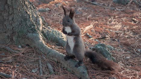 white-bellied eurasian red squirrel standing on hind legs by the pine tree trunk