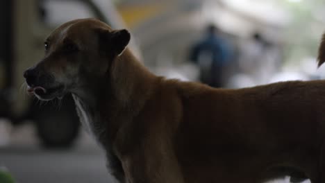 a street dog looking to the camera