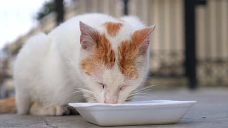 white and orange cat eating from a bowl