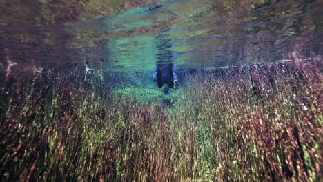 Snorkeling-through-beautiful-waters-with-lighting-underwater-plants-along-surface