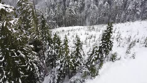 Aerial-View-of-a-Logging-Cut-on-Vancouver-Island,-Canada