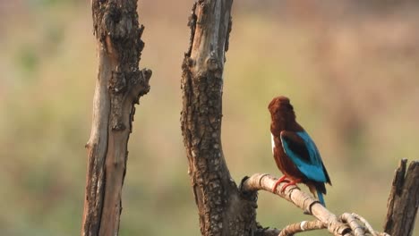 Kingfisher-bathing-time-in-pond-area-