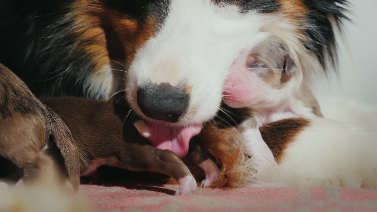 오스트레일리언 셰퍼드가 갓 태어난 강아지를 돌본다 17