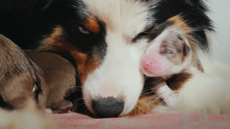 Australian-Shepherd-Kümmert-Sich-Um-Ihren-Neugeborenen-Welpen-17