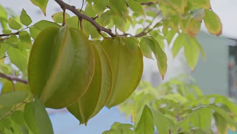 star fruit in the garden with with a background of green leaves that are quite lush and look a little blurry_4k24fps