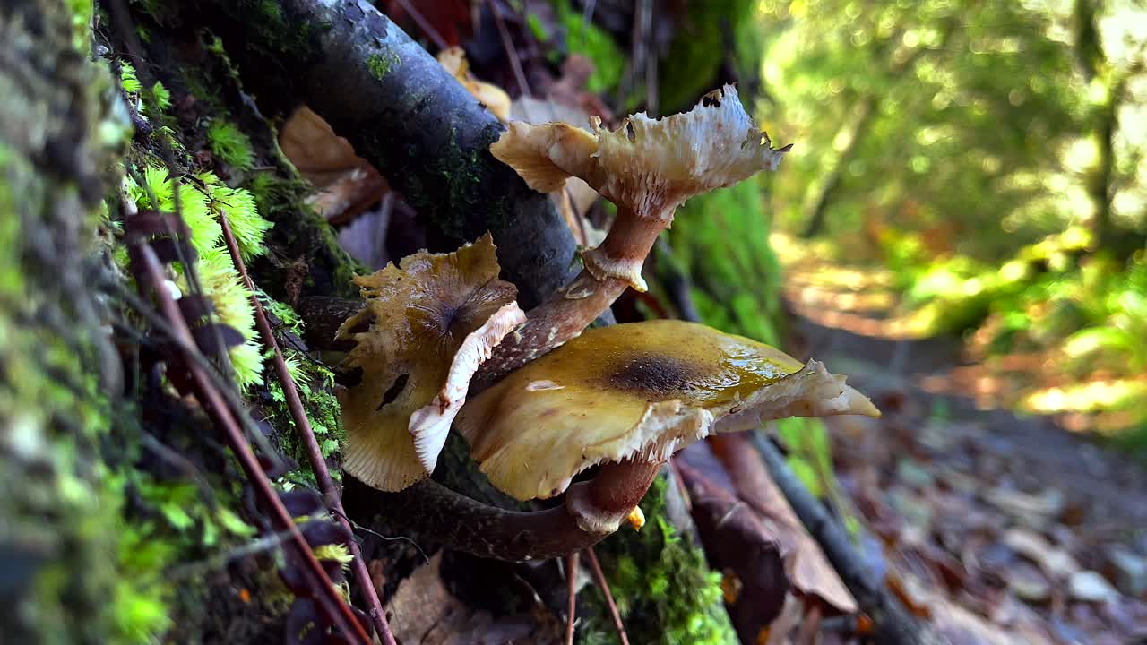 champiñones sin branquias, creciendo en un tocón de árbol podrido, otoño, españa