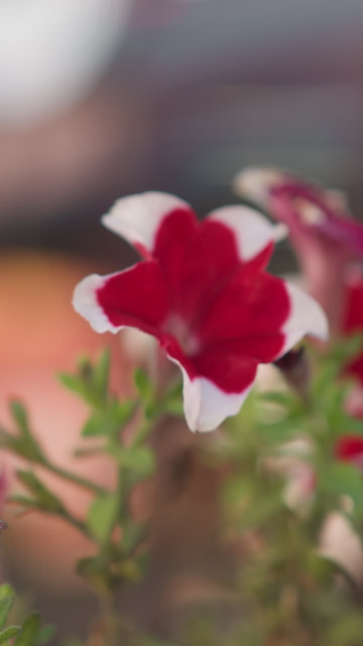 Close-up of vibrant red and white petunia flowers blooming against a blurred background of soft lights and colors, capturing the beauty of nature