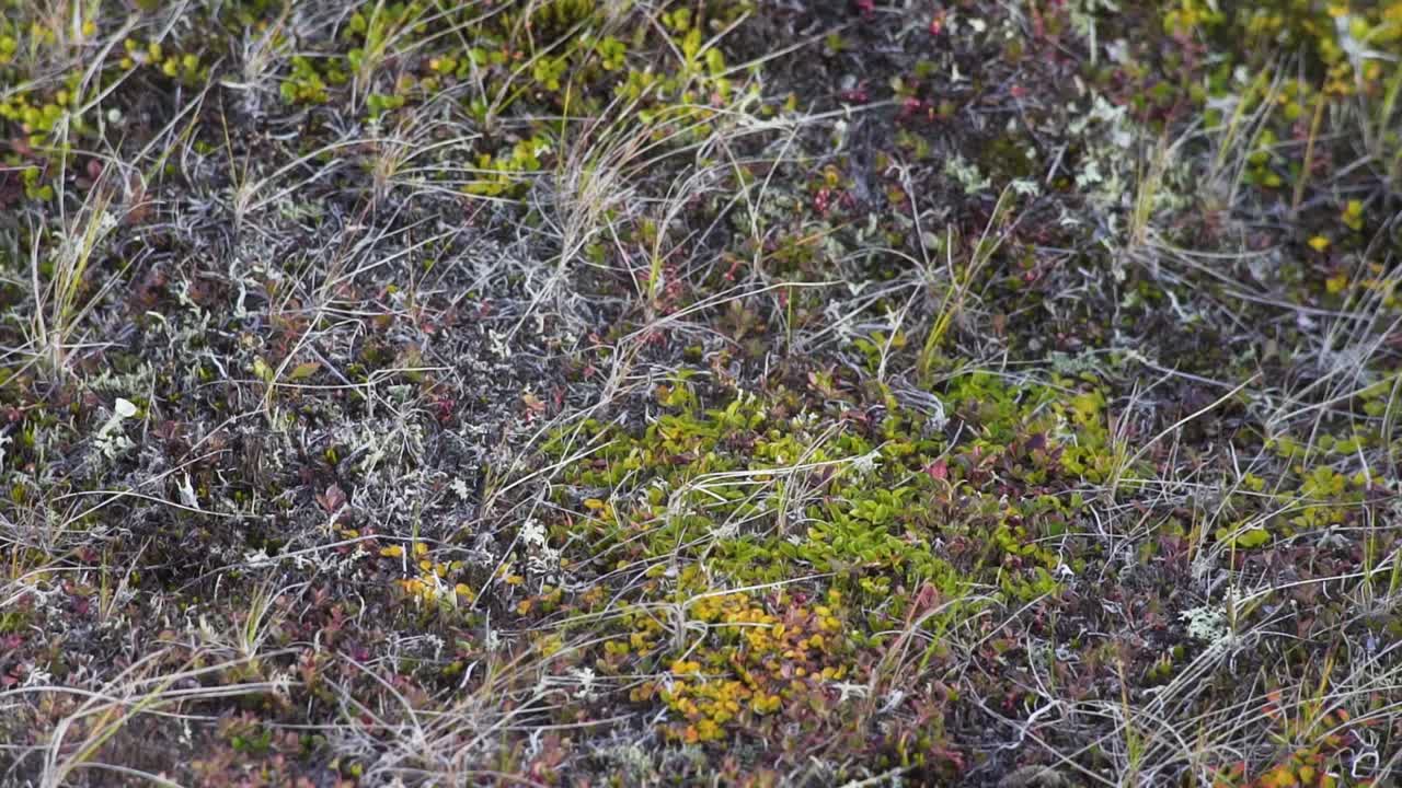 드라 풍경 클로즈업