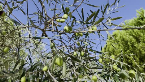 green olives on a tree in the sun in france with small leaves on old olive tree