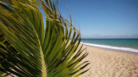palm tree on a tropical beach