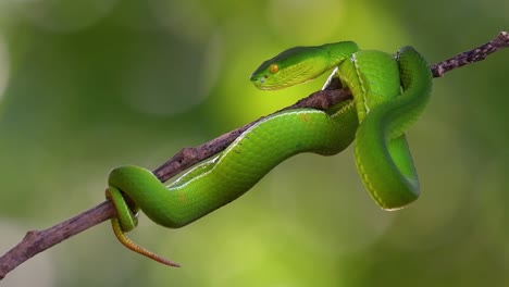 The-White-lipped-Pit-Viper-is-a-venomous-pit-viper-endemic-to-Southeast-Asia-and-is-often-found-during-the-night-waiting-on-a-branch-or-limb-of-a-tree-near-a-body-of-water-with-plenty-of-food-items