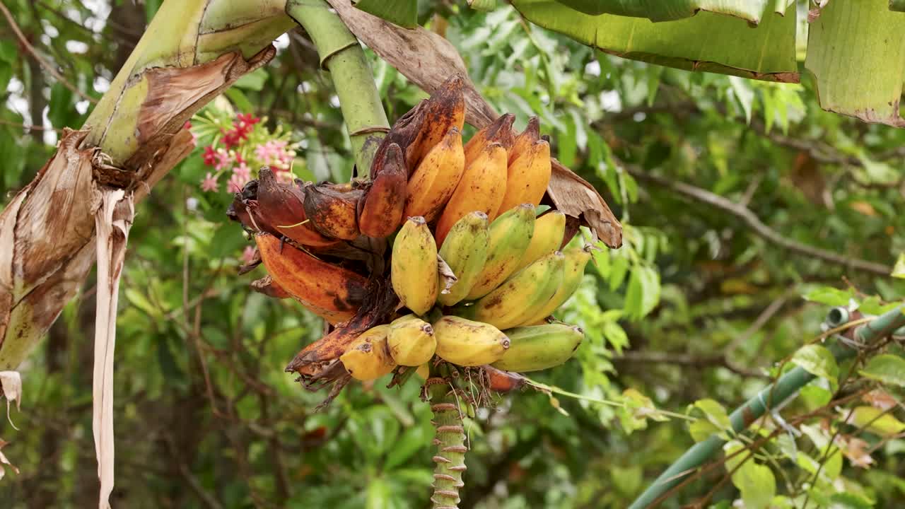 푸켓의 울창한 정글에서 자라는 야생 바나나의 클로즈업, 자연 조명과 생생한 색으로 촬영