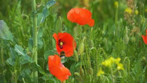 big bee flying in slow motion from one red flower towards another wild poppy flower with depth of field green background