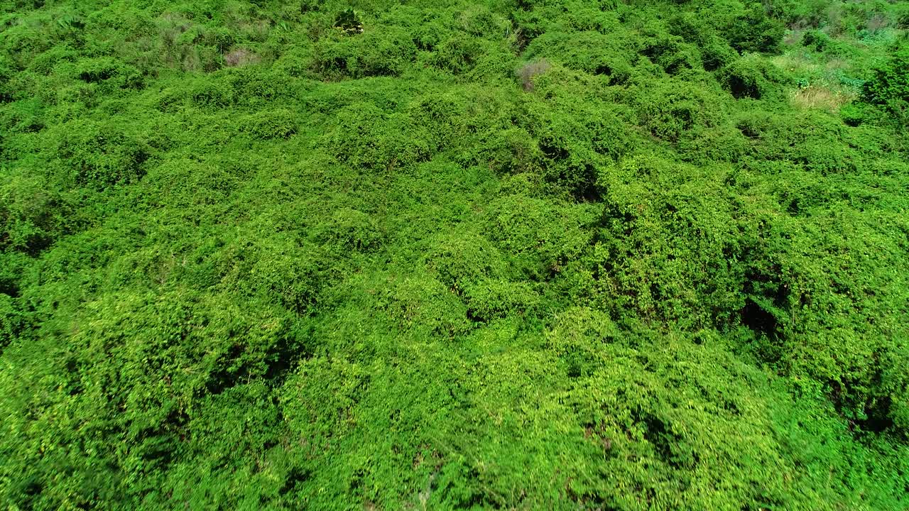avión no tripulado volando sobre el follaje verde exuberante, el bosque con con árboles y matorrales