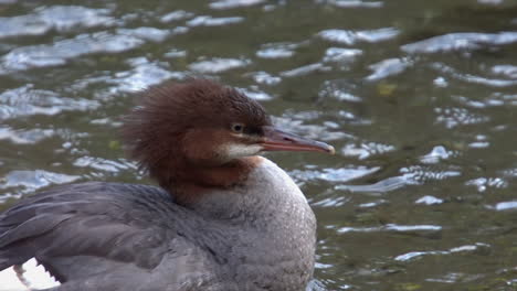 fotograma completo de primer plano de la hembra de ave acuática merganser común en un estanque